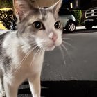 found cat in San Diego, California