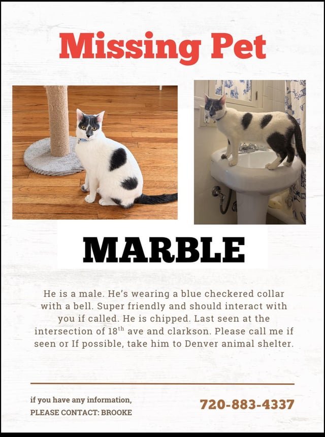 lost cat in Denver, Colorado