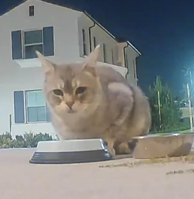 found cat in Irvine, California