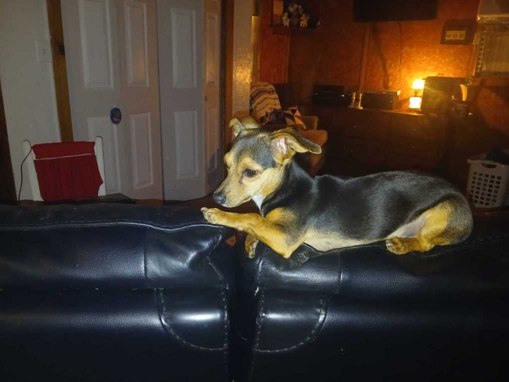 Lost Dog in Chesnee — listing photo