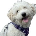 Lost Dog in New York, New York — listing photo