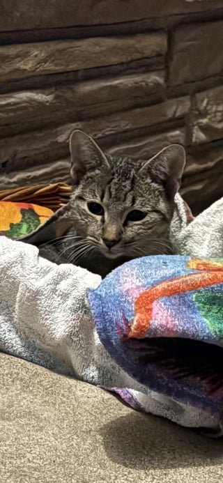 Found Cat in Austin, Texas — listing photo
