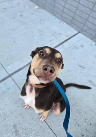 found dog in New York, New York