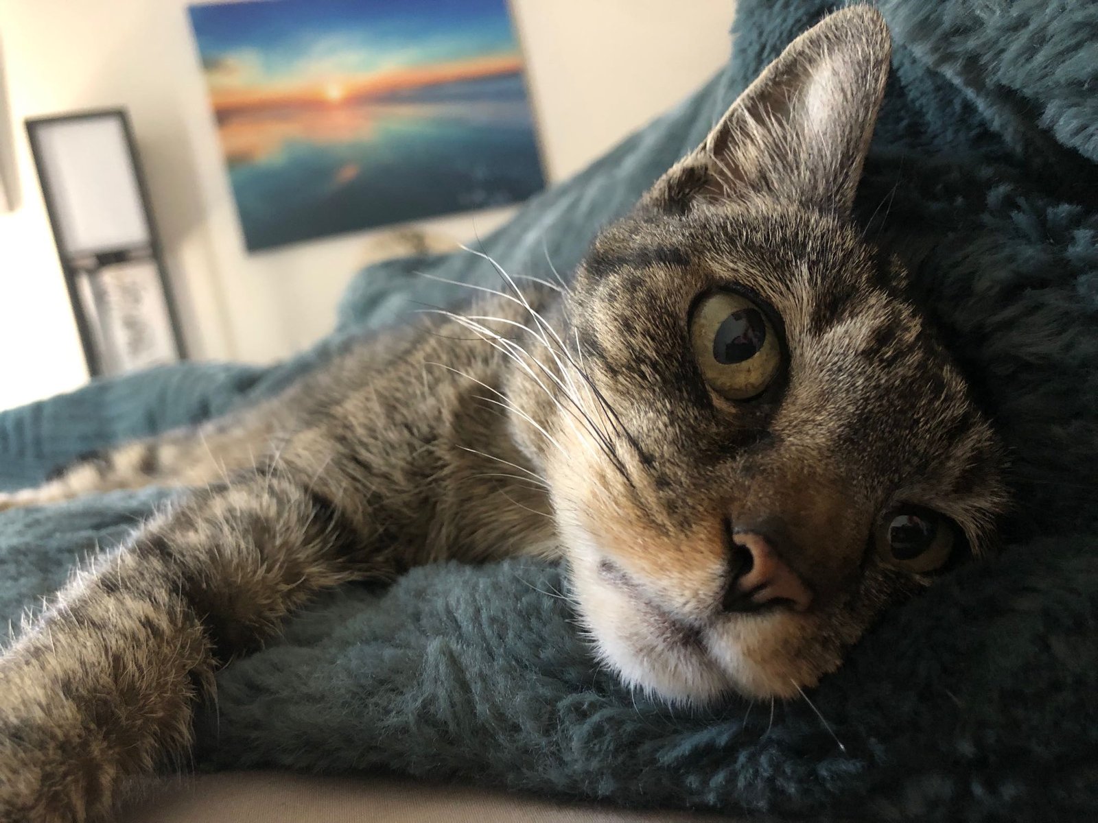 Lost Cat in San Juan Capistrano — listing photo