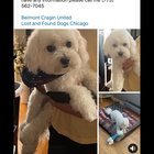 Lost Dog in Chicago, Illinois — Stolen Dog Sold