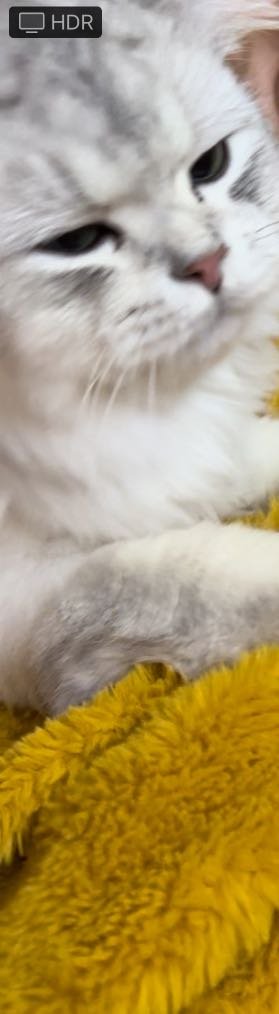 Lost Cat in Kirkland, Washington — listing photo