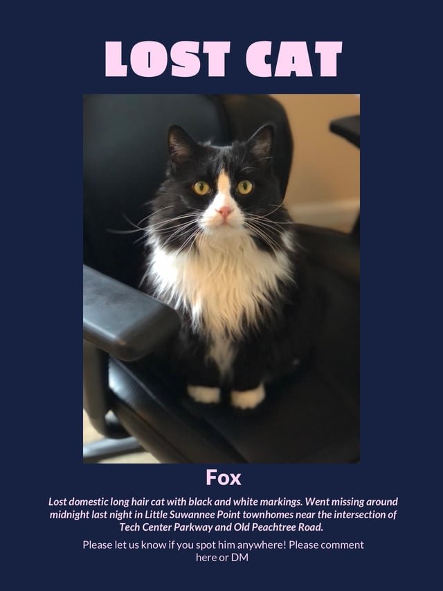 Lost Cat in K — listing photo