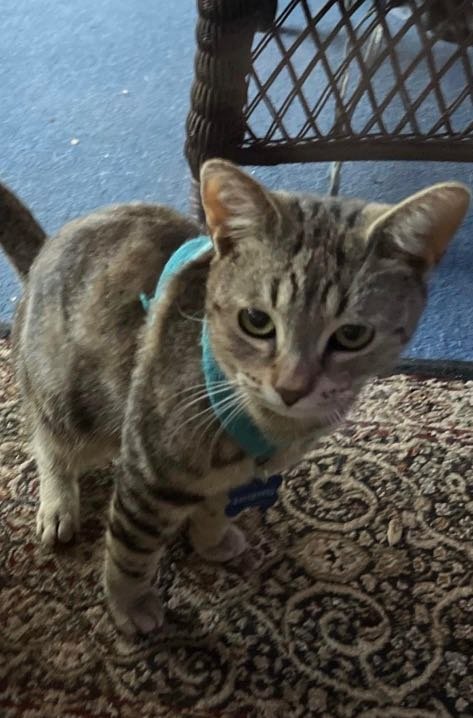 Lost Cat in Longwood — listing photo