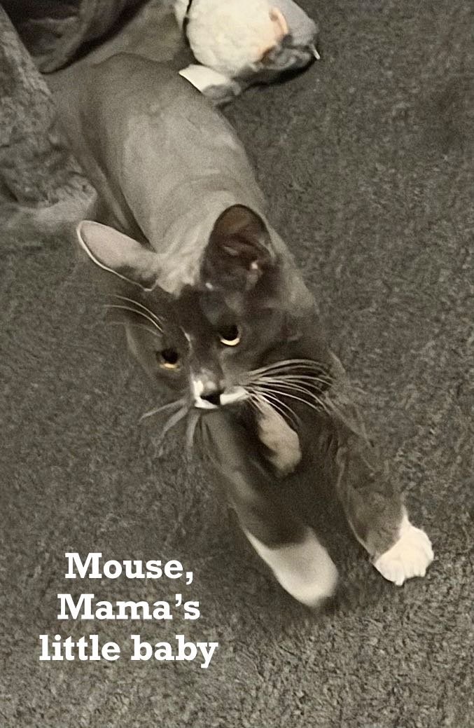 Lost Cat in Twin Falls, Idaho — listing photo