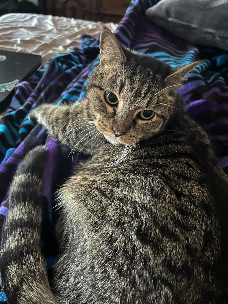 Lost Cat in Lawton, Oklahoma — listing photo