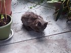 found cat in Louisville, Kentucky