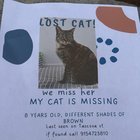 Lost Cat in El Paso, Texas — We don’t know where our family cat is