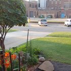 Lost Dog in Oklahoma City, Oklahoma — listing photo