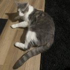 lost cat in Charlotte, North Carolina