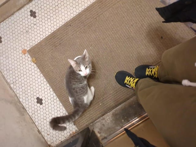 found cat in Indianapolis, Indiana