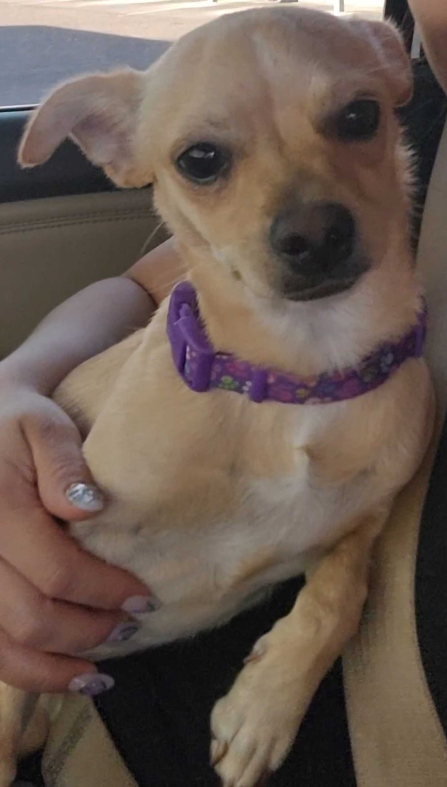 Lost Dog in Phoenix, Arizona — listing photo