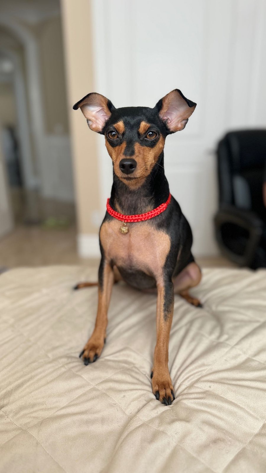 Lost Dog in El Monte, California — listing photo
