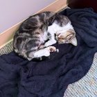 Lost Cat in Louisville, Kentucky — listing photo