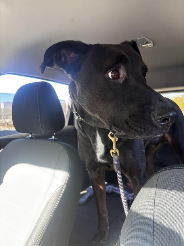 found dog in Asheville, North Carolina