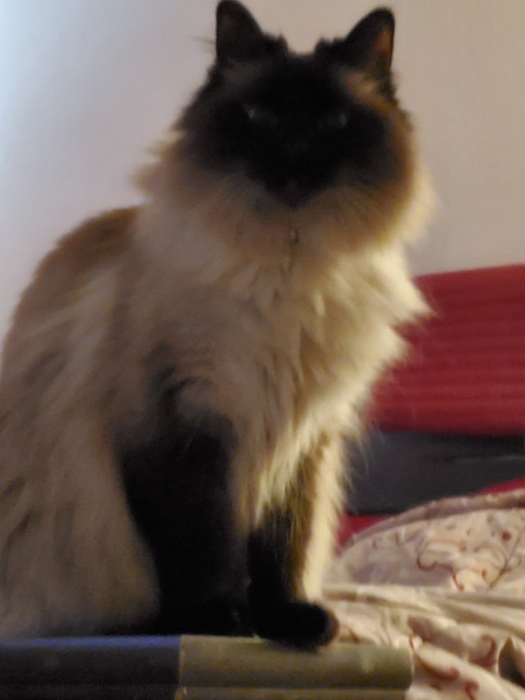 Lost Cat in Greeley, Colorado — listing photo
