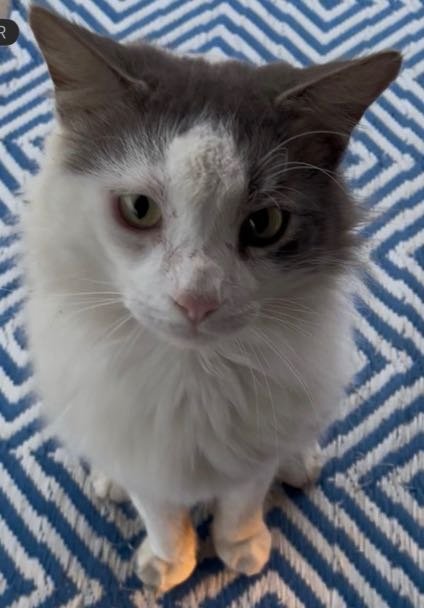 Lost Cat in Jennings — listing photo