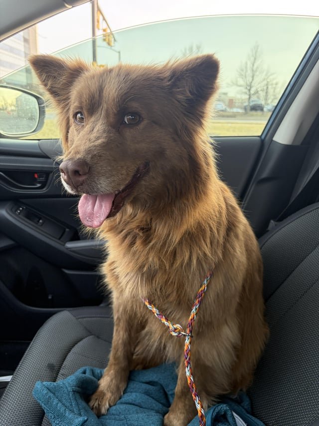 Found Dog in Oklahoma City, Oklahoma — listing photo