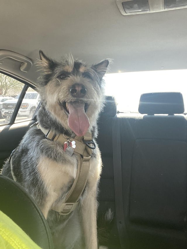 Lost Dog in El Paso, Texas — listing photo