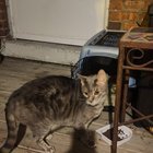 found cat in Chicago, Illinois