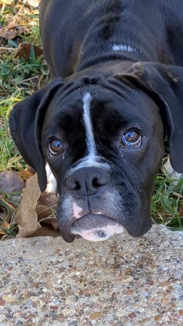 Lost Dog in Fort Worth, Texas — listing photo