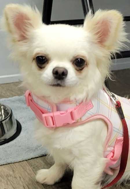 Lost Dog in Tifton — listing photo