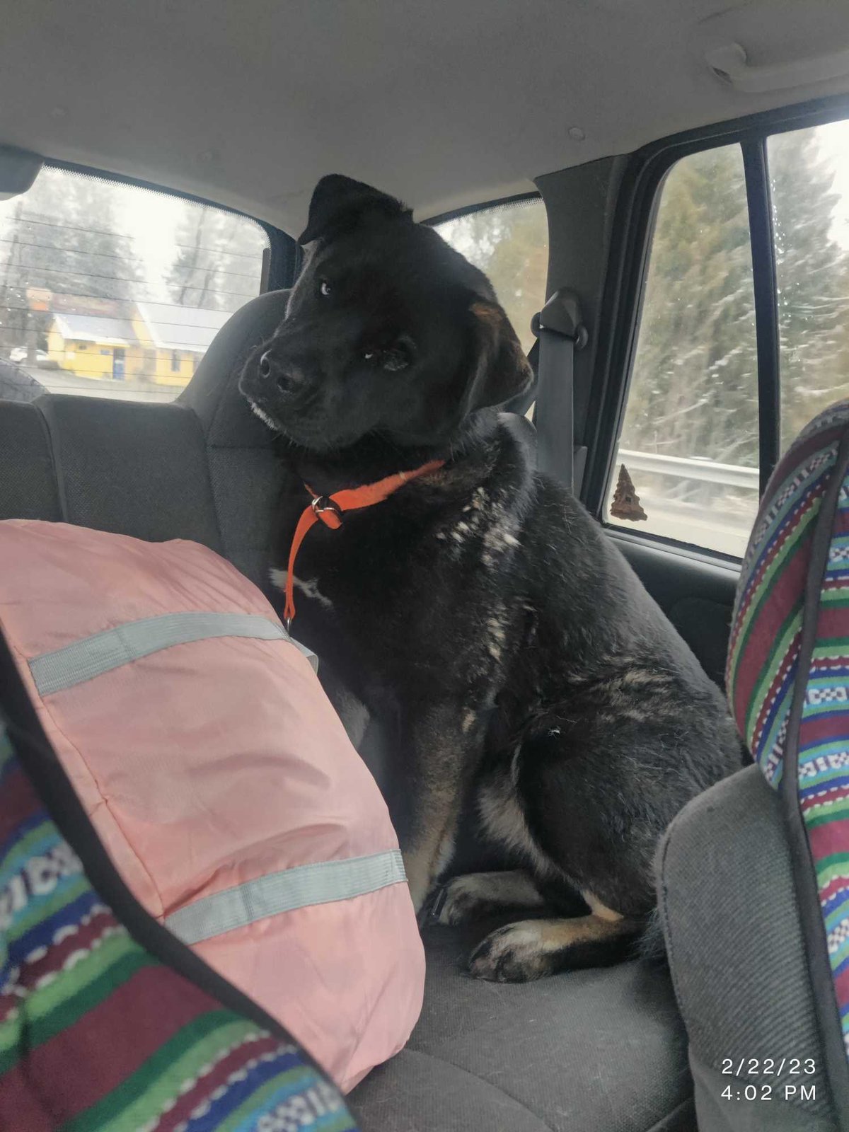 Lost Dog in Port Angeles — listing photo