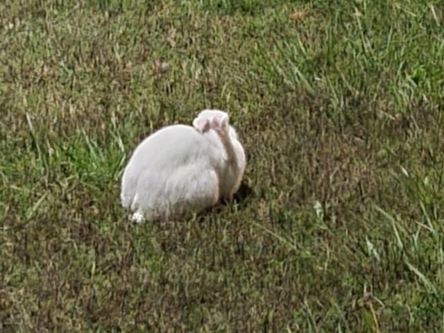 Lost Pet in Brea, California — listing photo