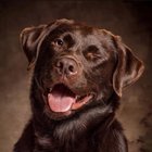 Found Dog in Providence, Rhode Island — Professional dog portraits?