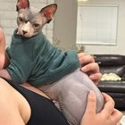lost cat in K