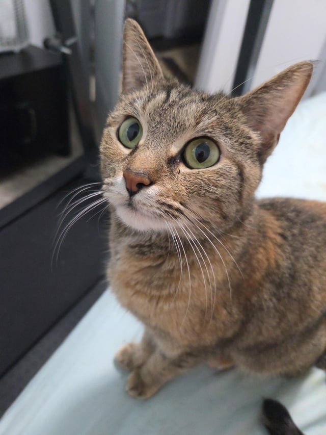 lost cat in Nashville, Tennessee