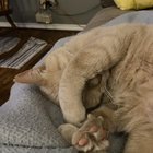 Lost Cat in Glenview, Illinois — listing photo
