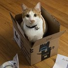 Lost Cat in Jacksonville, Florida — It’s a long shot, but did any of y’all adopt my cat?