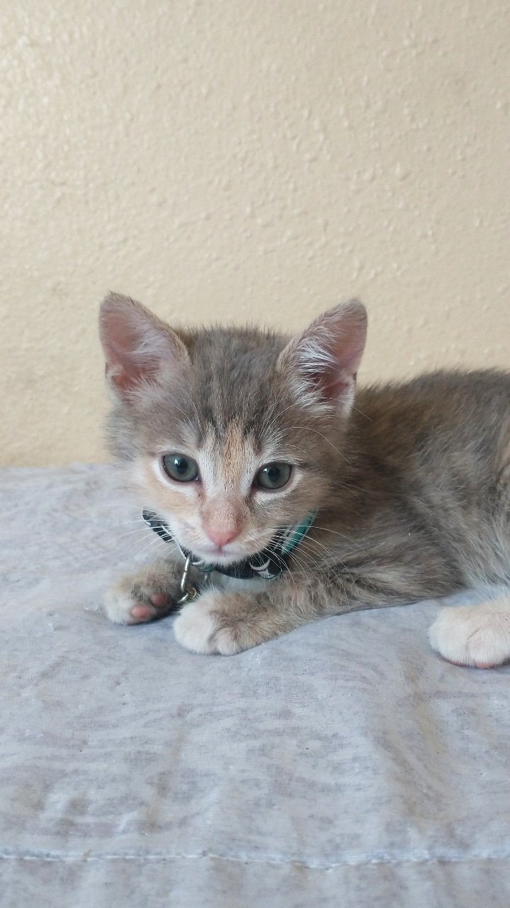 Lost Cat in El Paso, Texas — listing photo