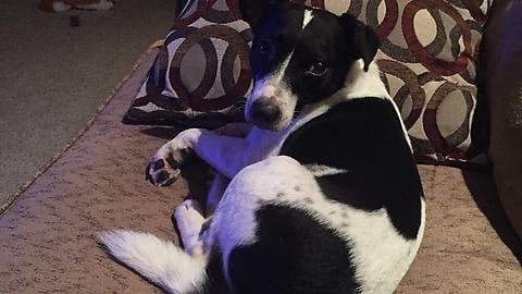 Pet alert in Fort Worth, Texas — Things have taken a turn for the worse in my life, and I have to give up my dog. Thought I'd…