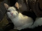 Lost Cat in Philadelphia, Pennsylvania — listing photo