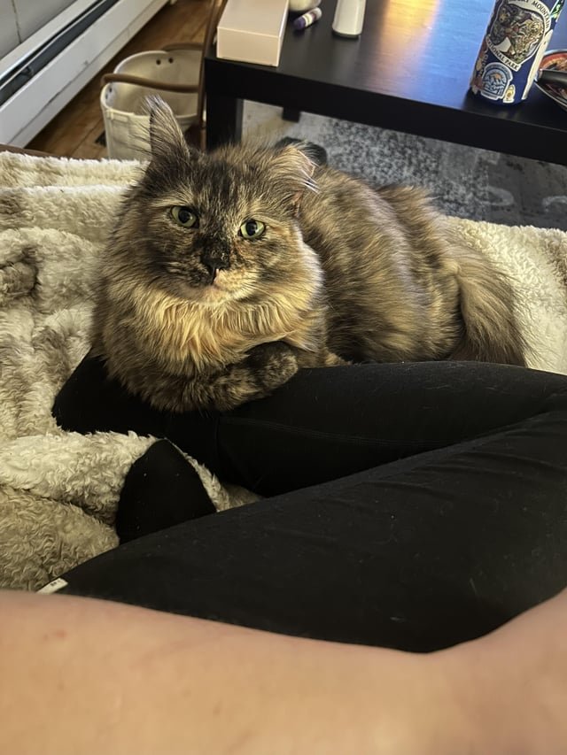lost cat in Franklin, Tennessee