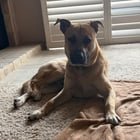 found dog in Sacramento, California