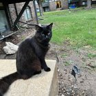 found cat in Wichita, Kansas