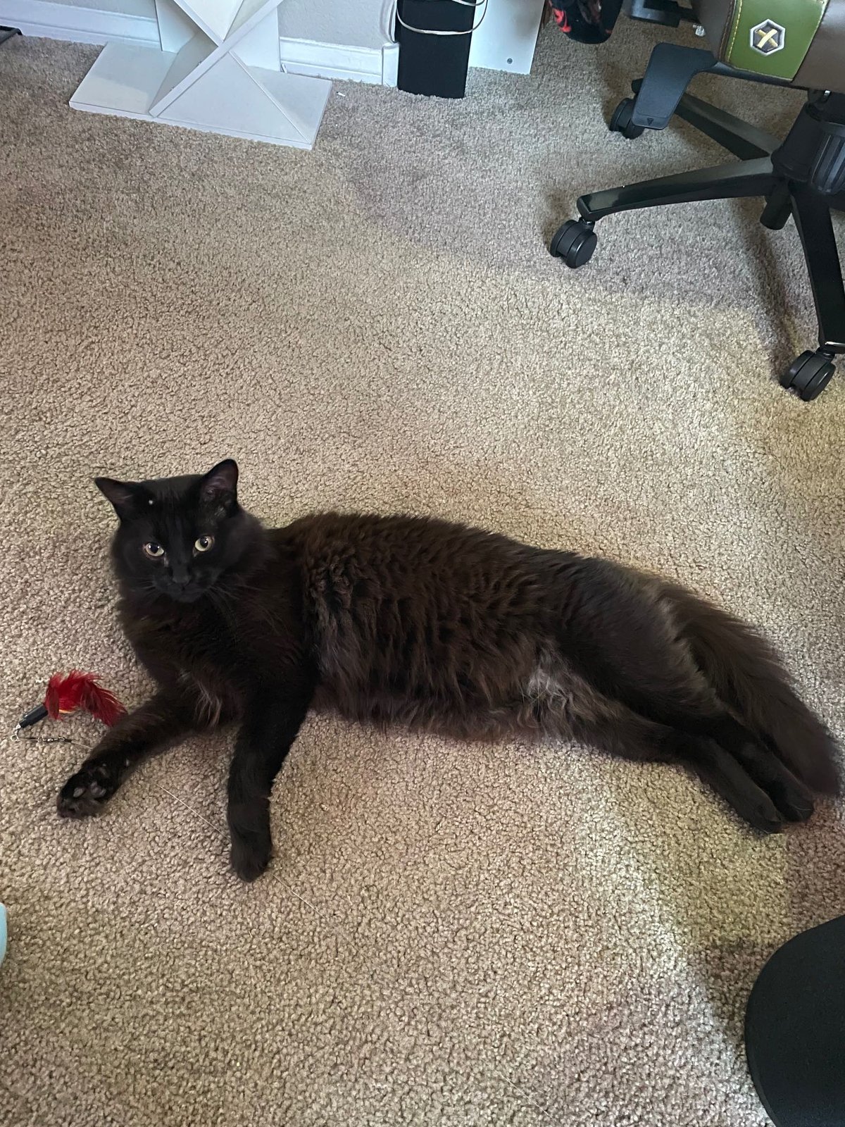 Lost Cat in Las Vegas, Nevada — listing photo