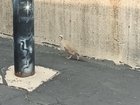 Lost Pet in Washington, District of Columbia — Quail behind the kc woodworkers guild