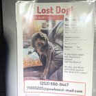 Lost Dog in Memphis, Tennessee — listing photo