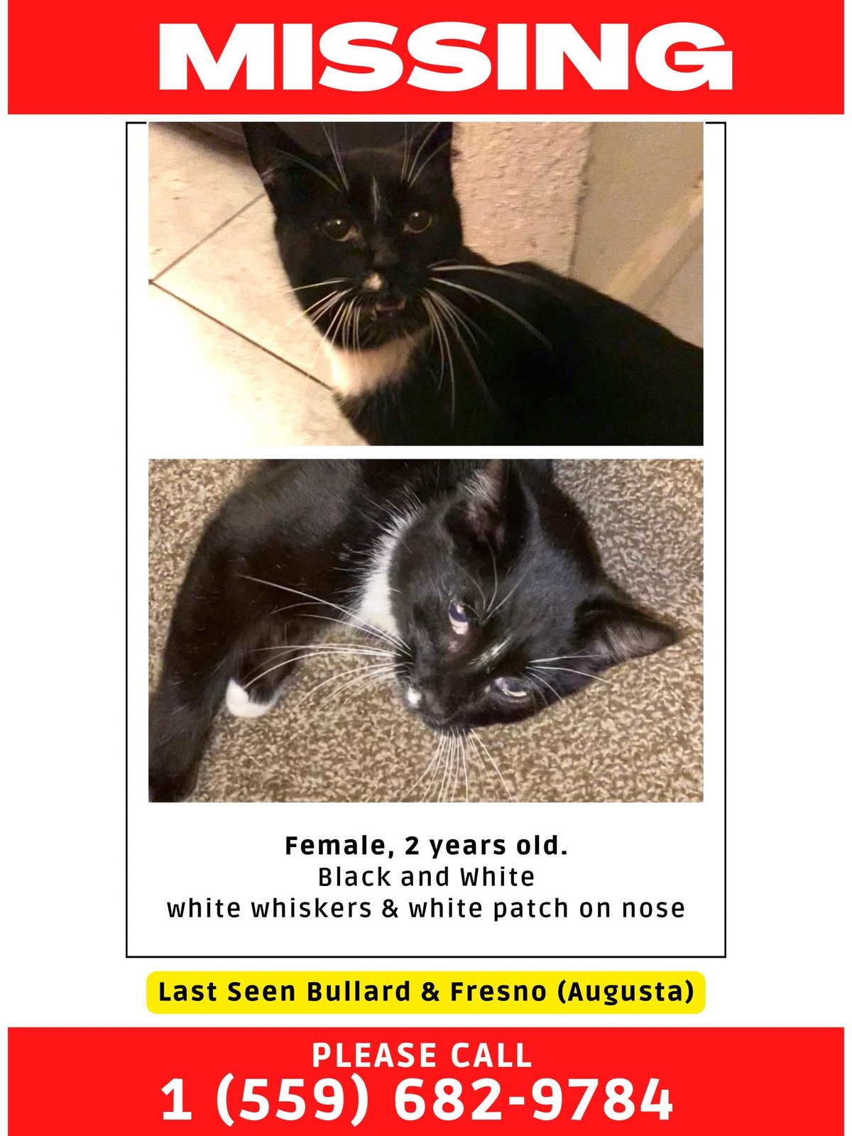 lost pet in Fresno, California