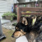 Lost Dog in Seattle, Washington — listing photo