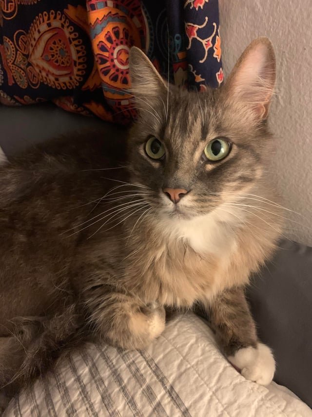 lost cat in Bell