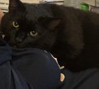 Lost Cat in Dayton, Ohio — My baby is missing. Her name is Annie.